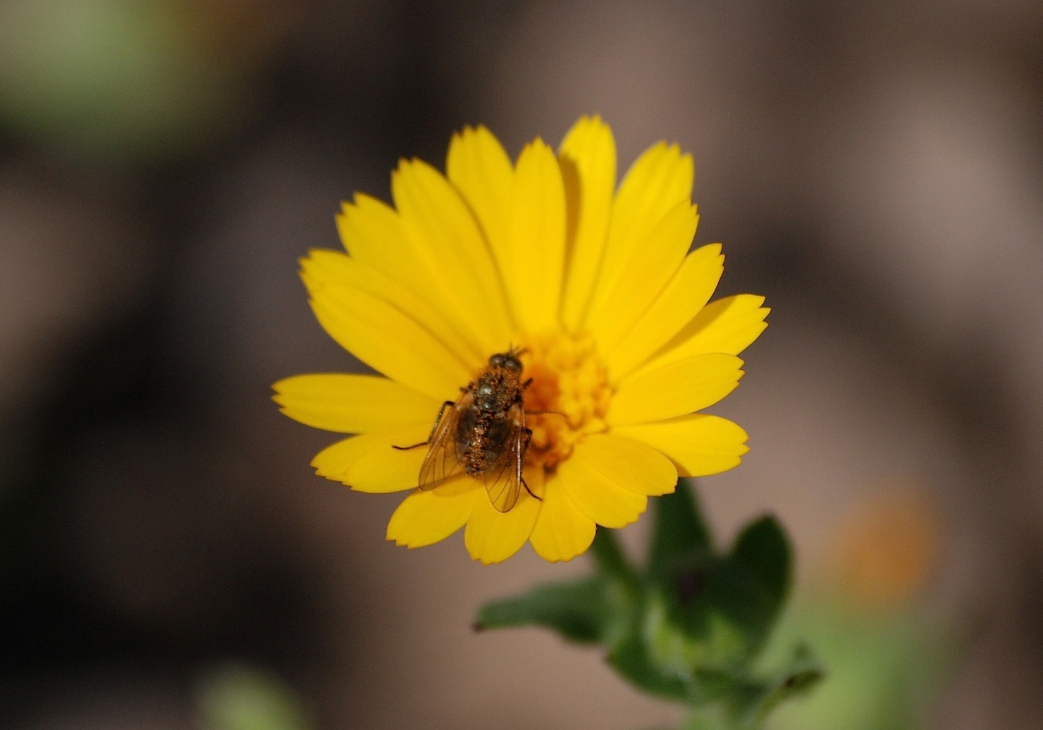 Usia sp. (Bombilidae)